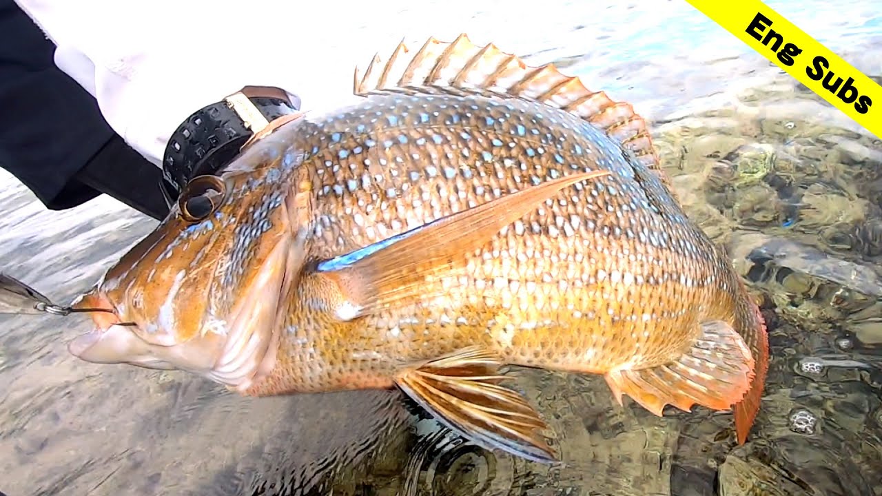 Voodoo 78(2024)トルザイトスペシャル | FIDELITY | フィデリティー